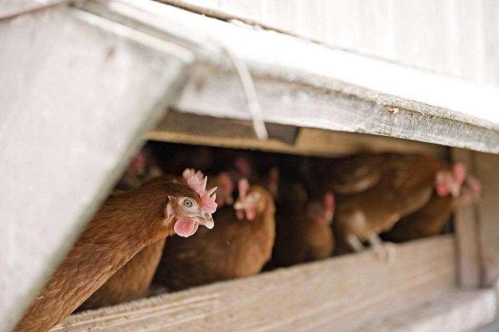 Hens at Fridays chicken farm Picture: Fridays Ltd