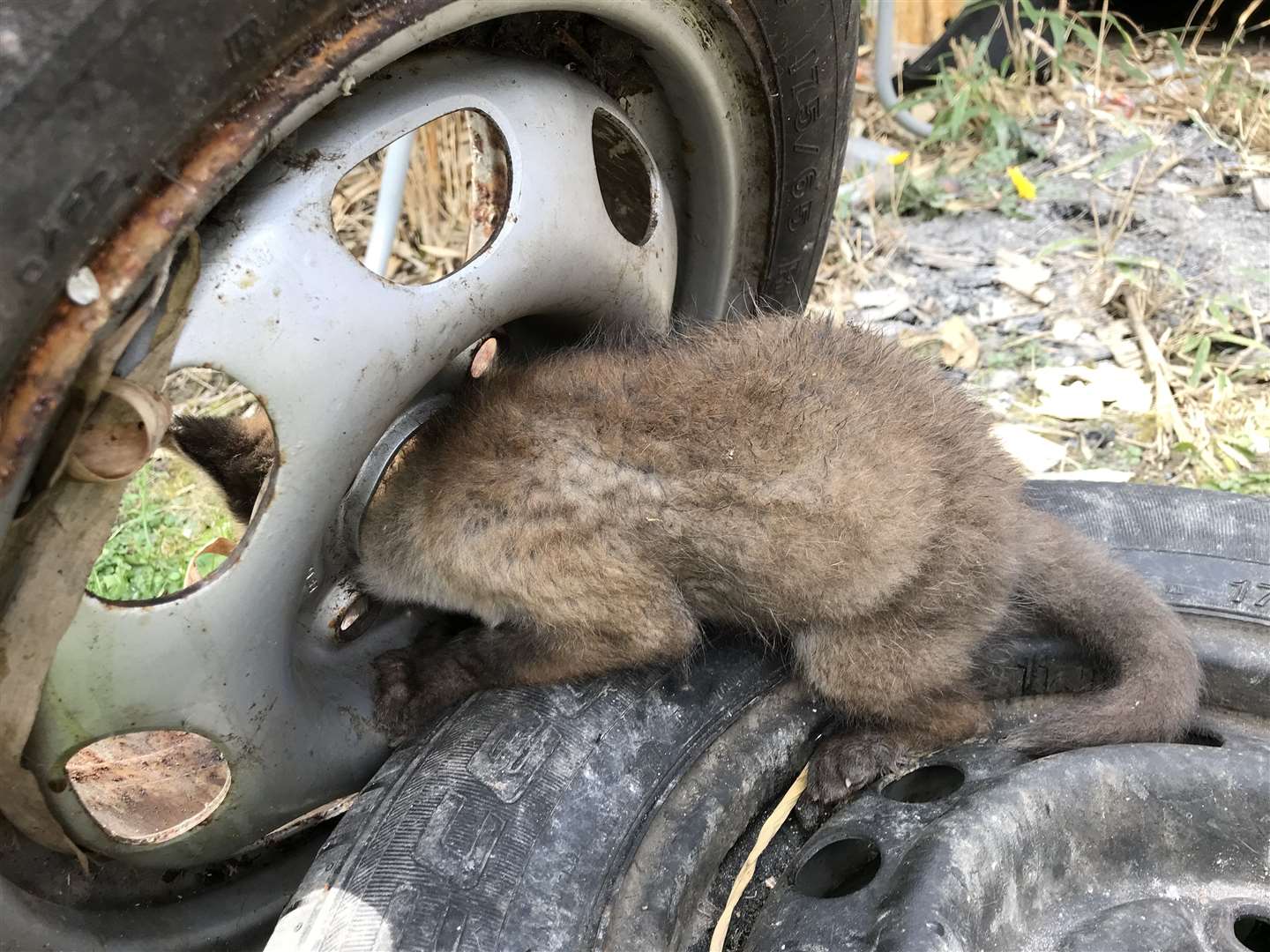 The cub is thought to have been stuck for several days. Images RSPCA