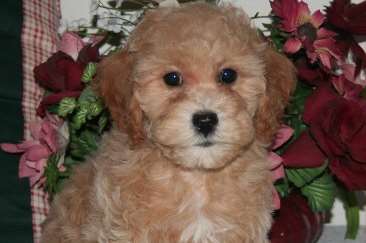 A Bichon Frisé like Lulu. Picture: Google Images.