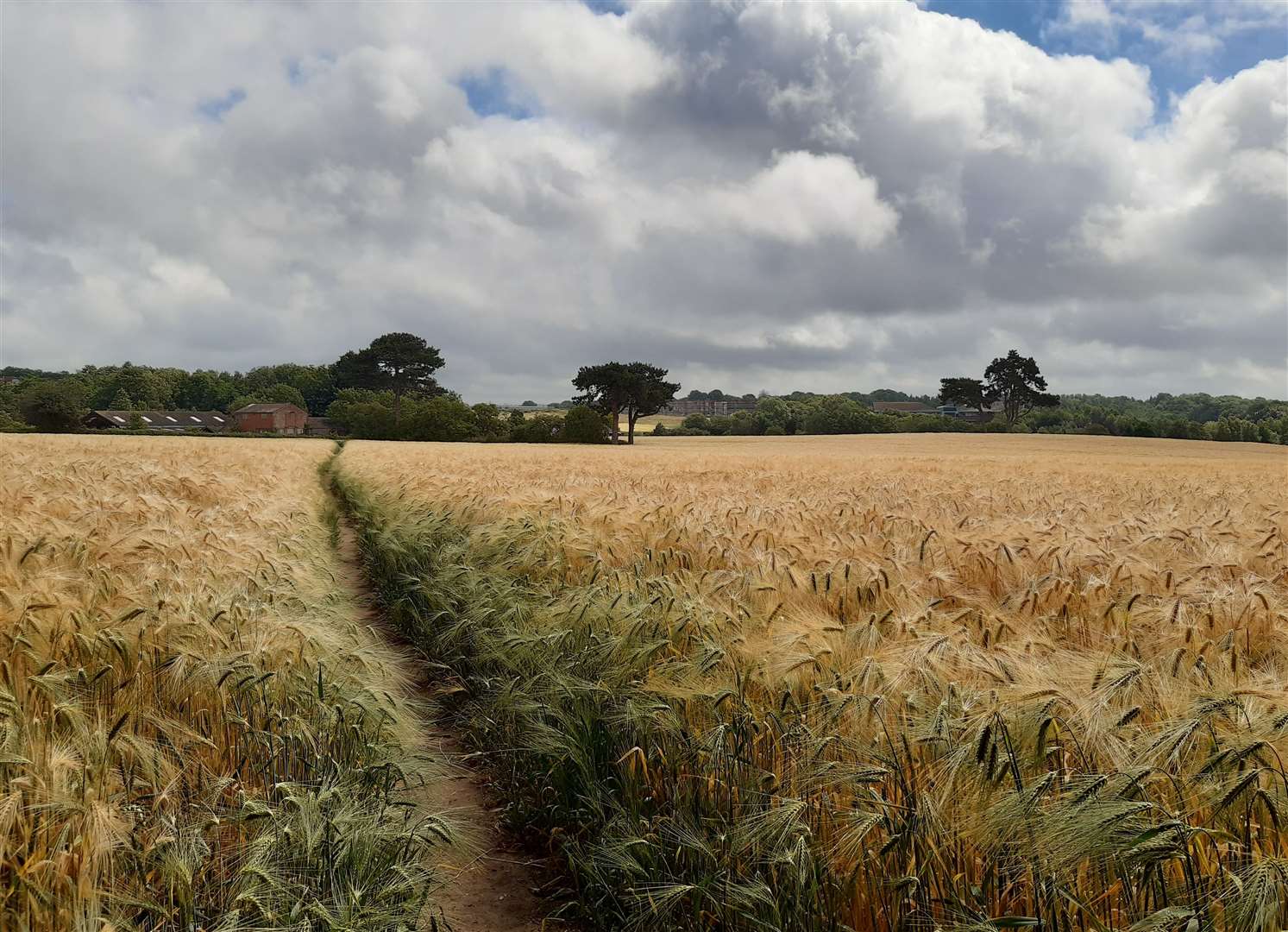 One of the fields off Sandyhurst Lane which is earmarked for development