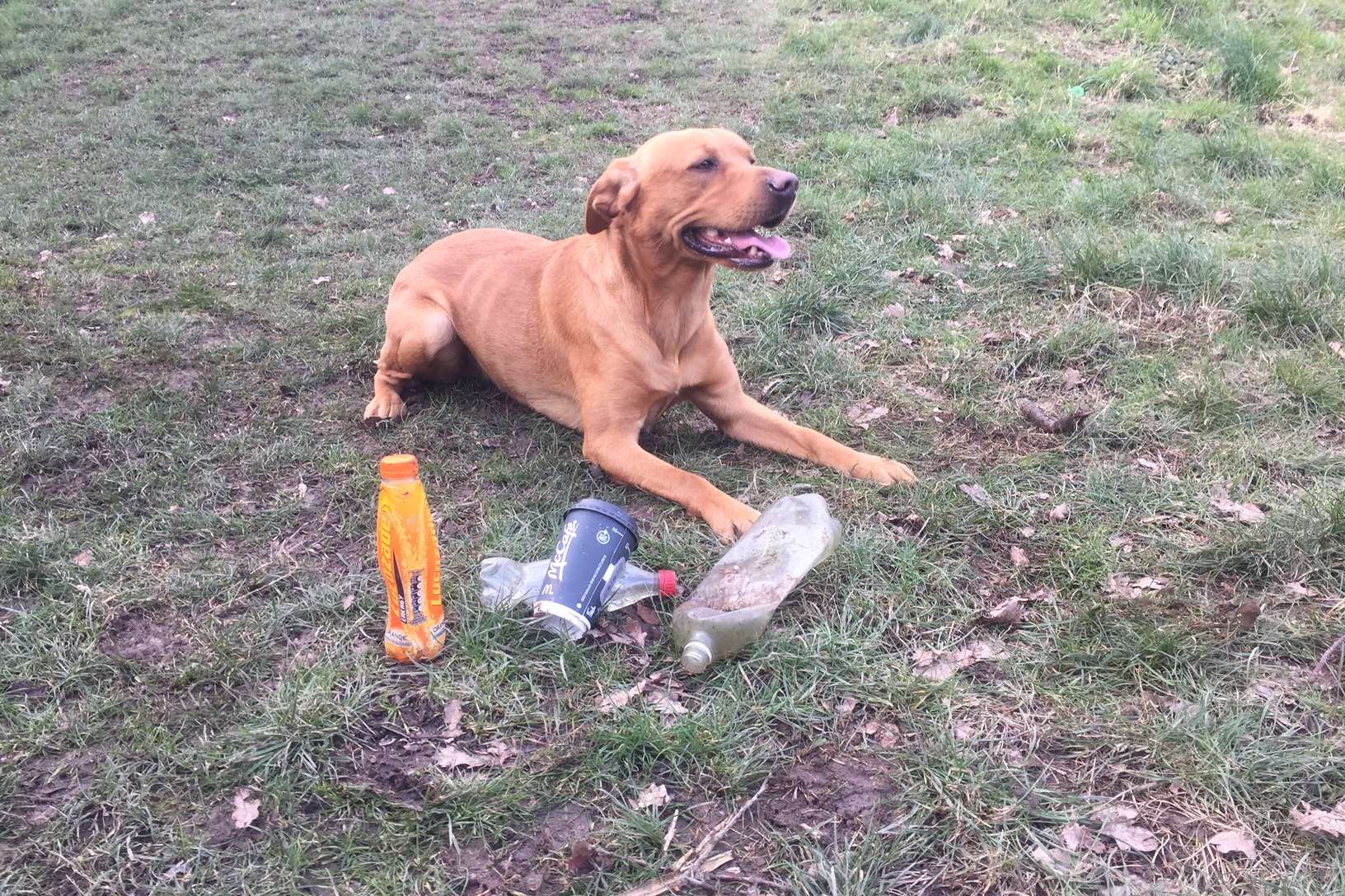 Cllr Ashley Clark's pet fox red labrador Kipling