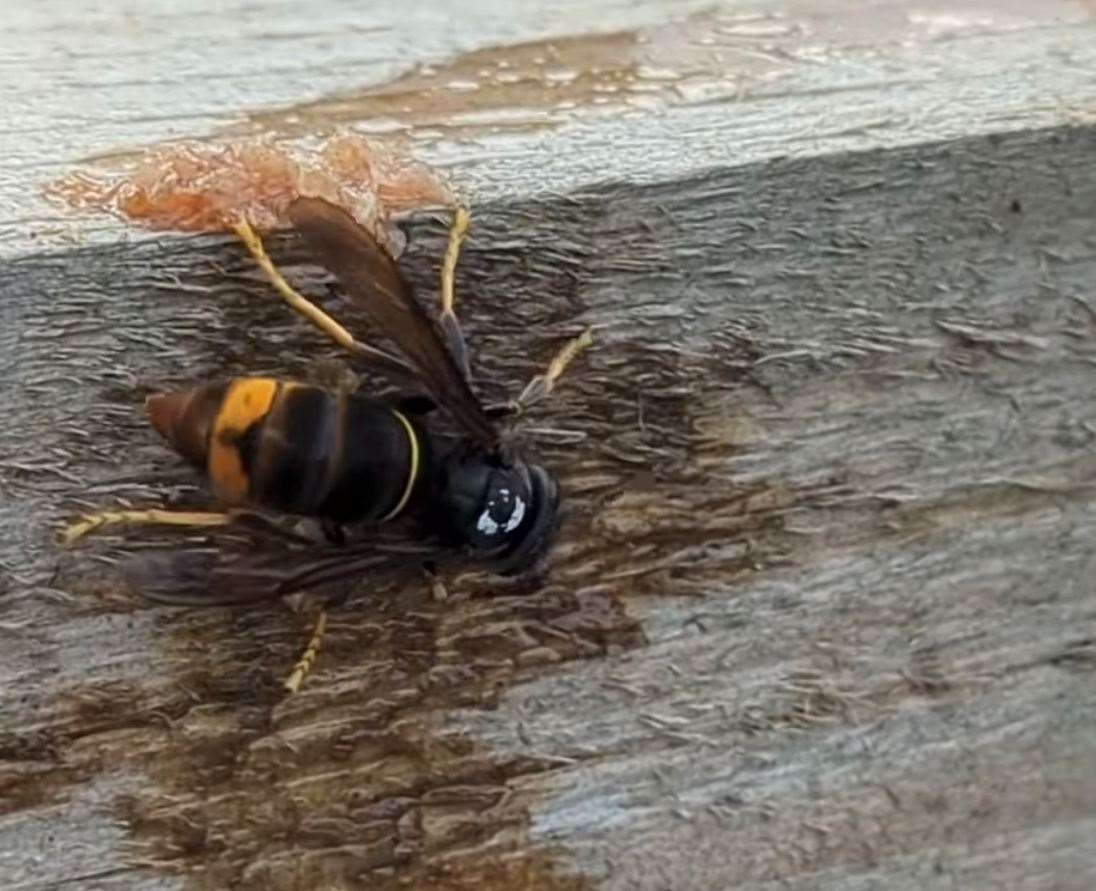 The insect was successfully captured by beekeeper, Simon Spratley. Picture: Simon Spratley