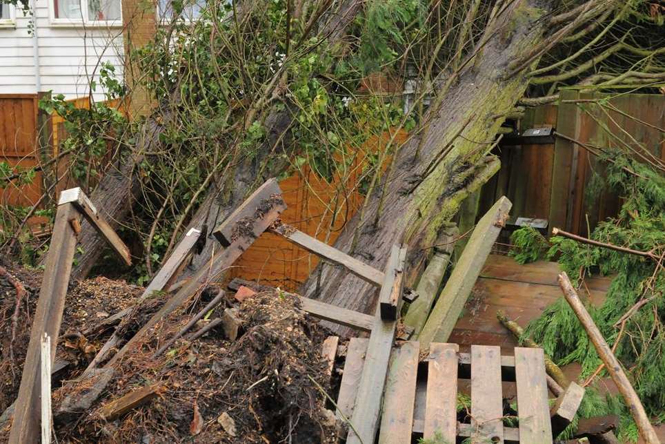 The leylandii tree fell in Walderslade in strong winds