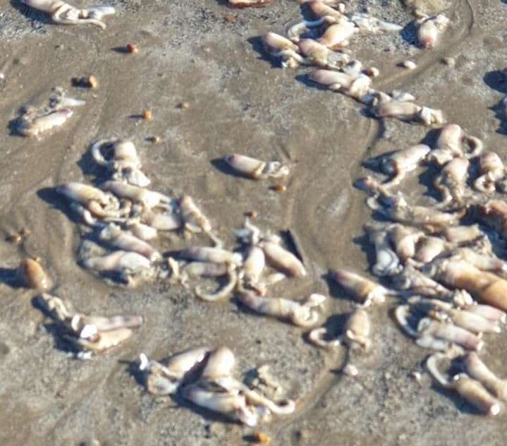 Dave Bowls captured these photos of the washed up fish