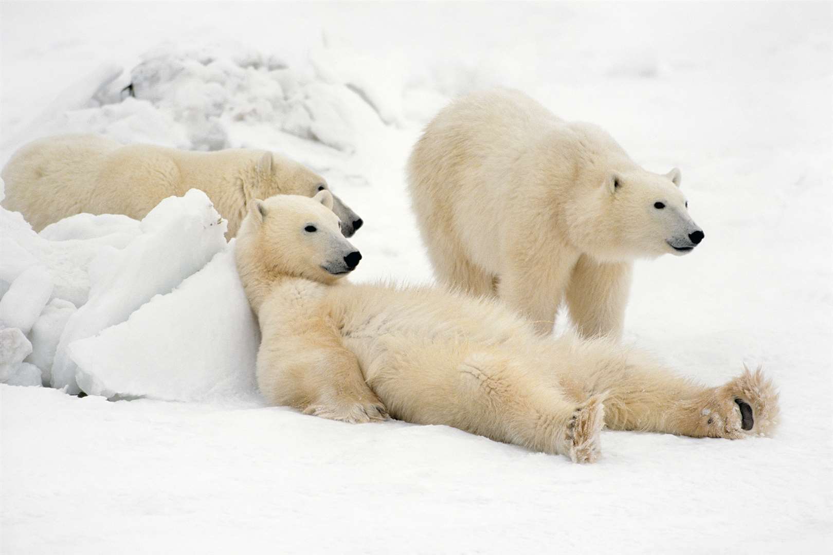 ‘Bad Boys of the Arctic’, polar bears in Hudson Bay, Canada (Thomas D Mangelsen/PA)