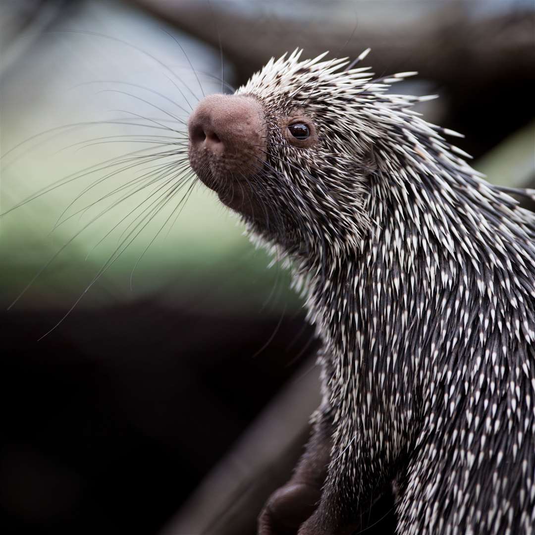 An adult prehensile tailed porcupine at Hemsley Conservation Centre