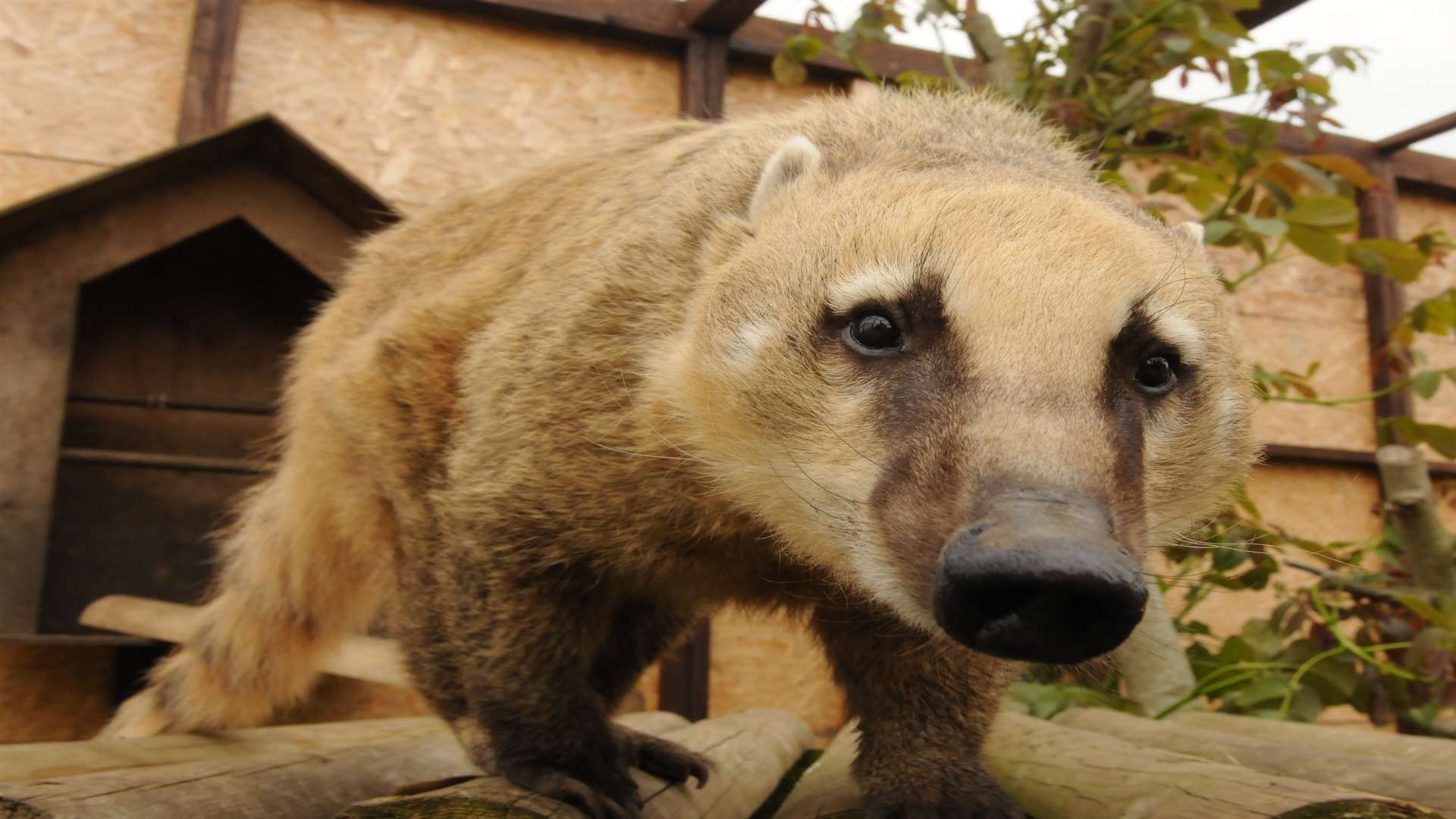 Basil the Coati. Picture: Steve Crispe