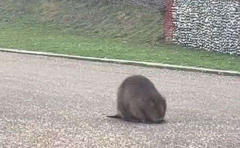 The animal kept on walking to and from the sea. Picture: Lindsey Gray