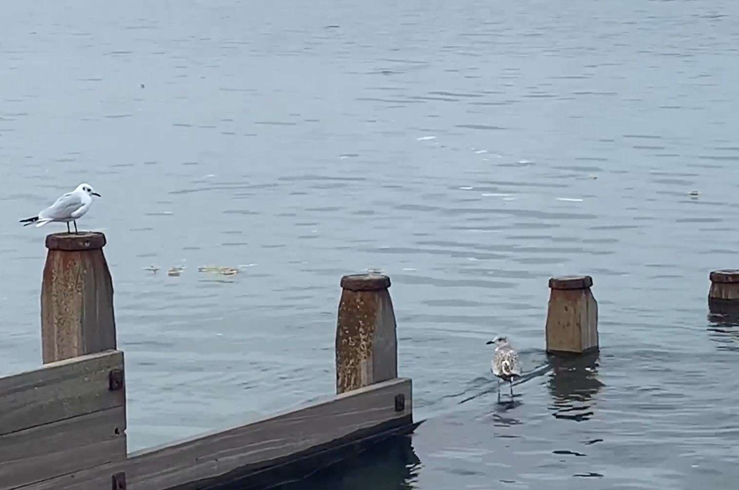 Video footage appears to show sewage floating in the sea at Whitstable. Picture: Sarah Hammond Thornby