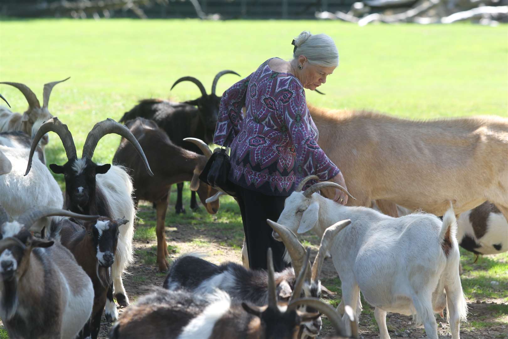 Ann at Buttercups Goat Sanctuary, near Maidstone