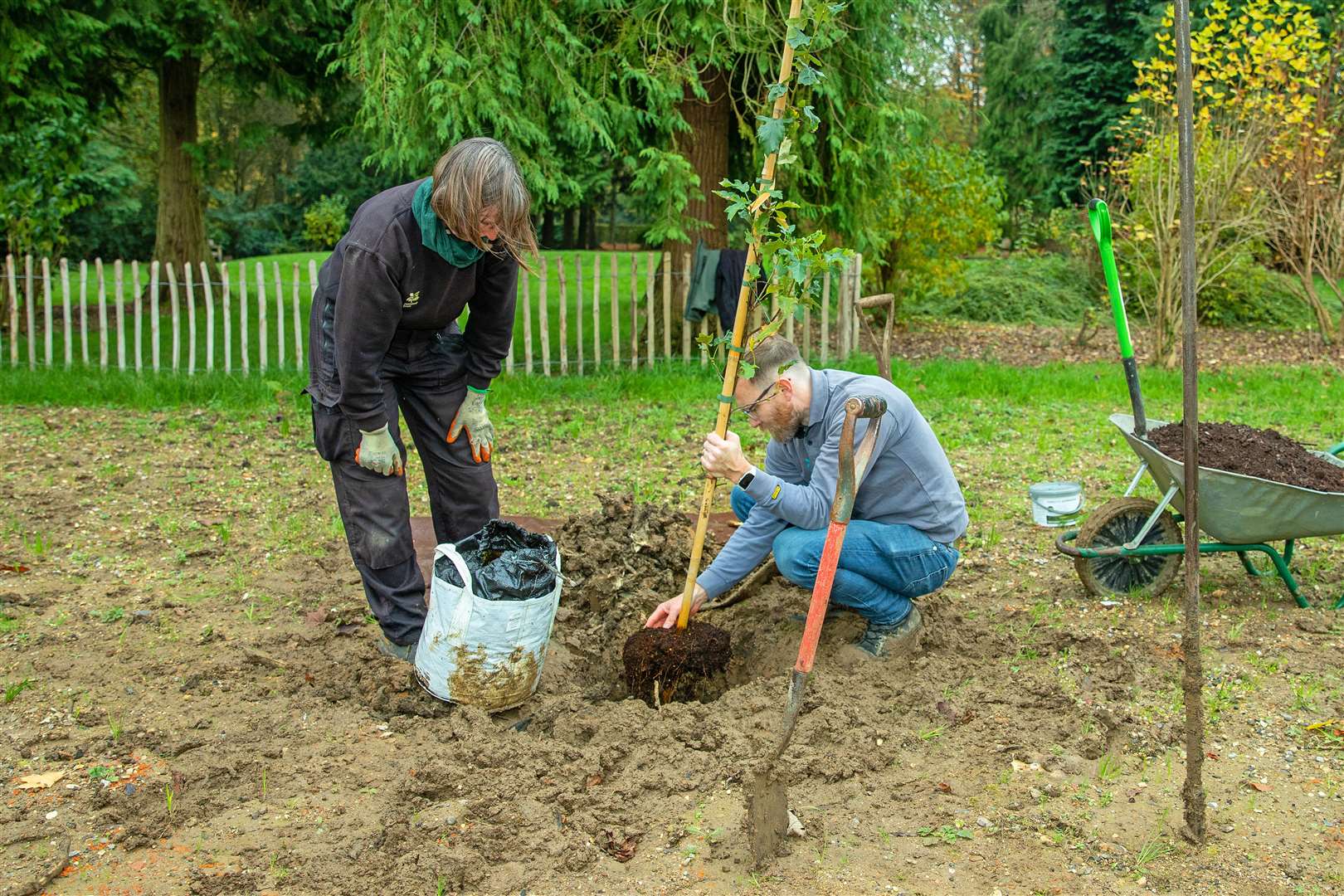 Wild service trees (Sorbus torminalis) being planted at Whipsnade Tree Cathedral, Bedfordshire (National Trust/Mike Selby/PA)