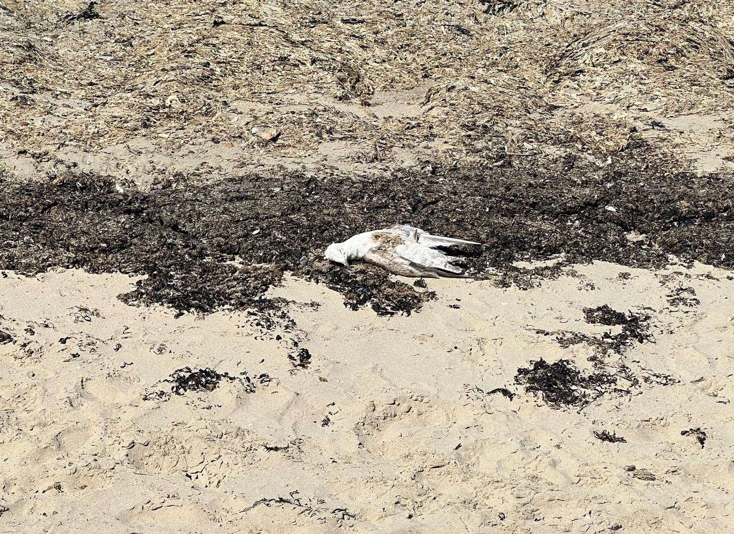 It's not the ideal sight to spot a dead seagull in these days of avian flu - or next to a seafood staff for that matter