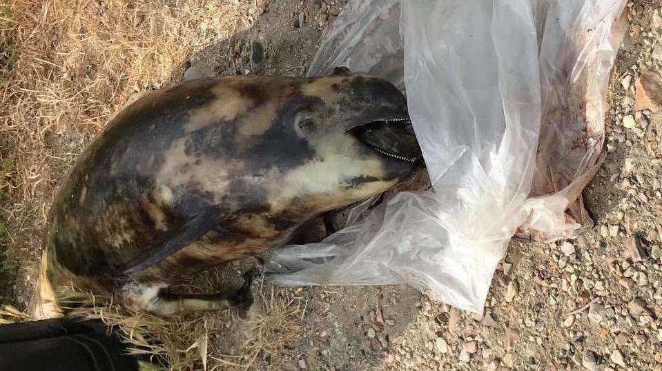 The sea creature was found on Whitstable's West Beach. Picture: Sally Browning