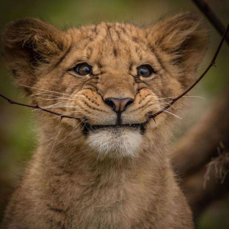 The lion cubs have now moved into a new home at Howletts. Picture: @photography_by_dmc