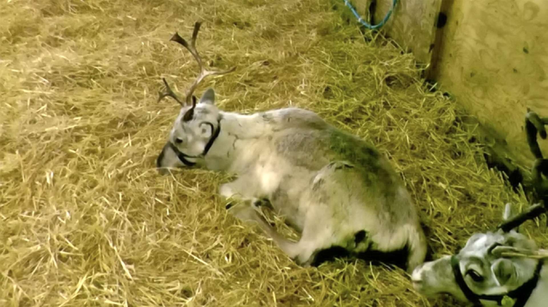 Reindeer at Kent Reindeer Centre, as seen in undercover footage captured by Animal Aid at UK farms. Picture: SWNS