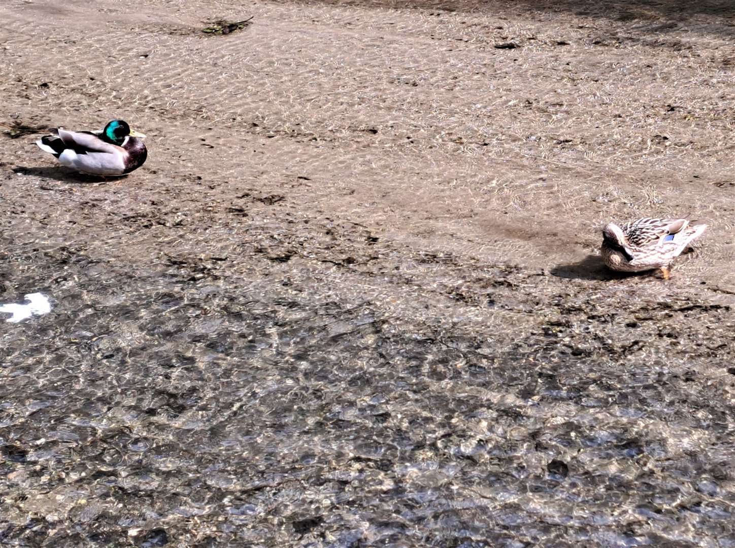 Duck sitting in dried up millpond in Cave Hill, Tovil.