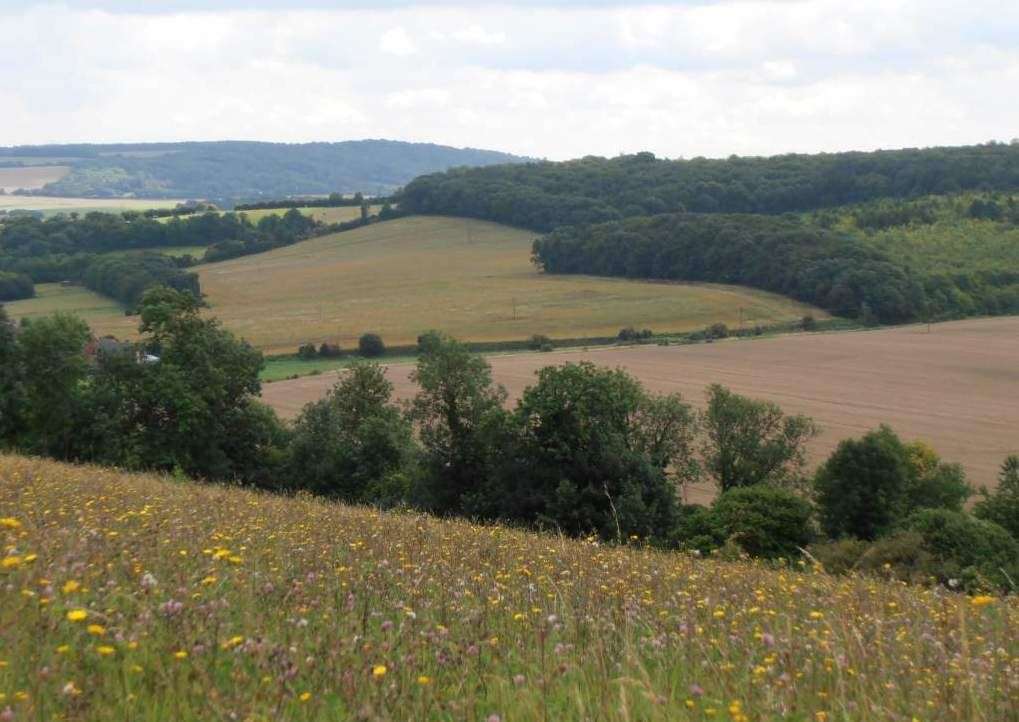 Brockles Field at Ranscombe Farm Reserve. Credit: Richard Moyse