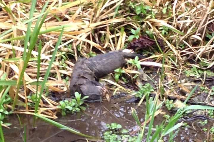 Peter Nix came across the pole cat on Sunday, when speculations arose that it was an otter.