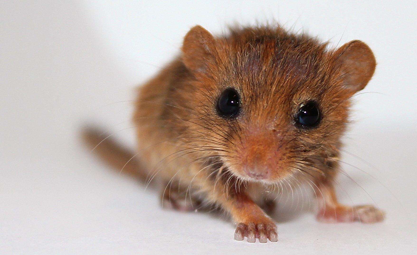 A hazel dormouse at The Wildwood Trust (2572992)