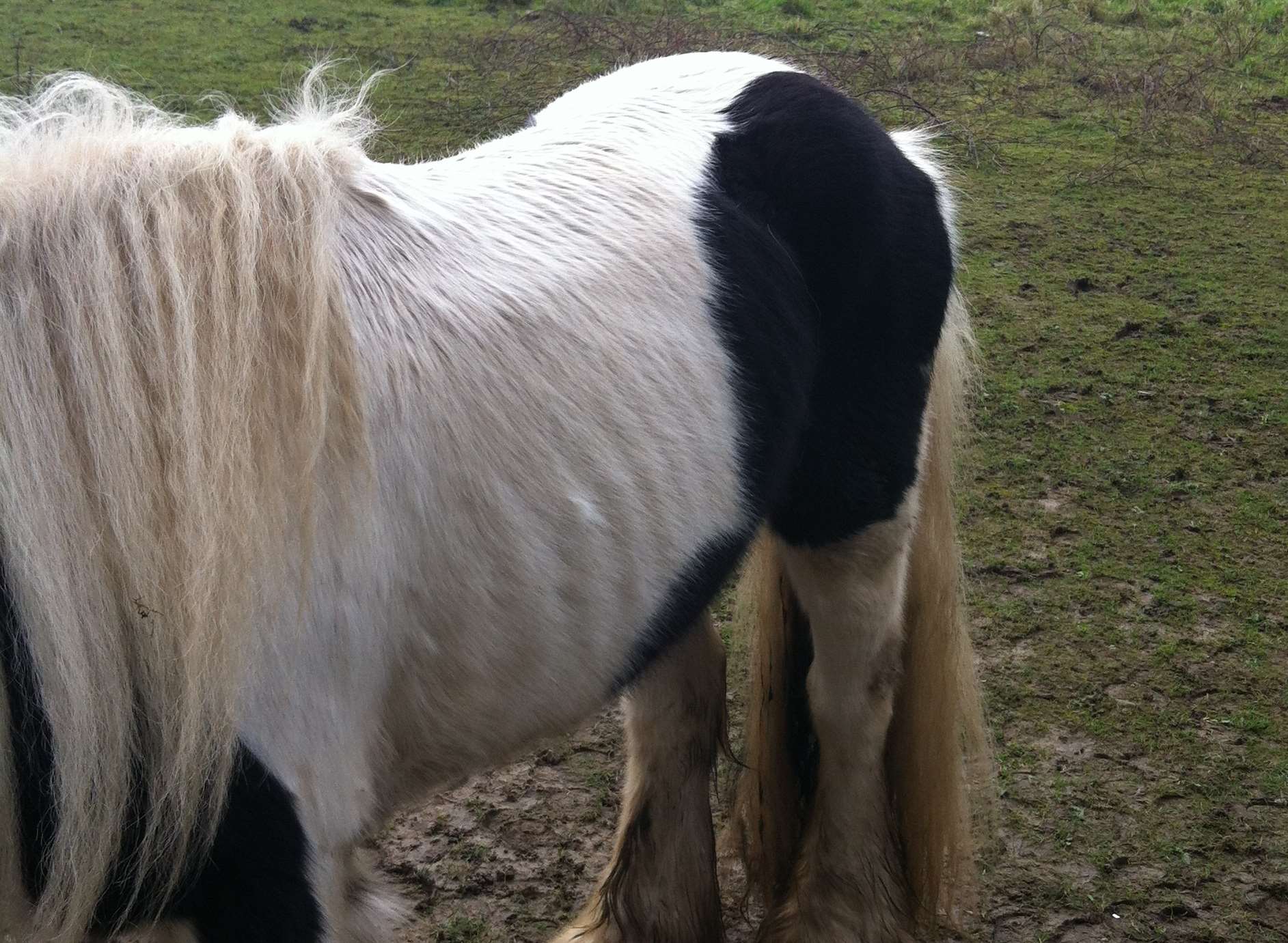 Ashleigh Cause is worried about the welfare of a group of horses in Borstal