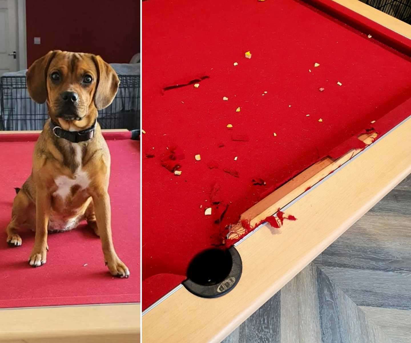 Suzy Smith says puppies and pool tables do not mix: "That was an expensive lesson learnt"