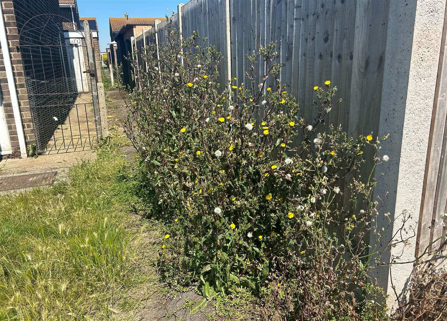 Many of the villagers have been forced to tidy up the weeds themselves