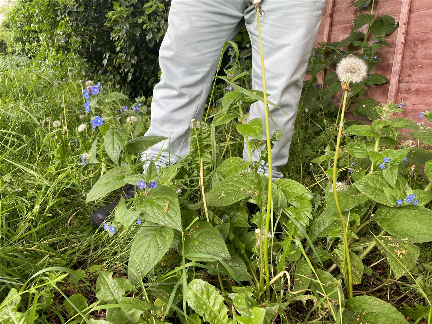 The grass has grown to knee height