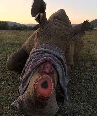 The rhino is sedated before the dehorning process is started