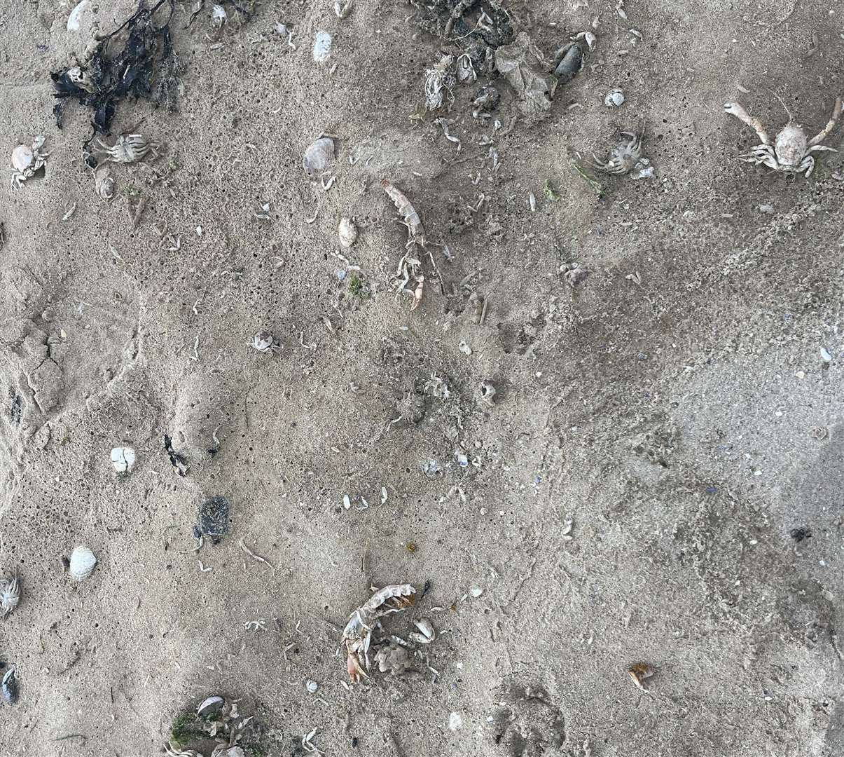 Dead sea life could be seen washed up on Minnis Bay and West Bay in Thanet but advice against bathing has now been lifted