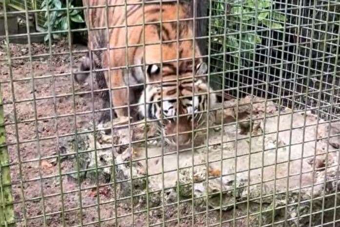 The star and his family stayed at Tiger Lodge at Port Lympne near Hythe. Picture: Ashley Walters/Instagram