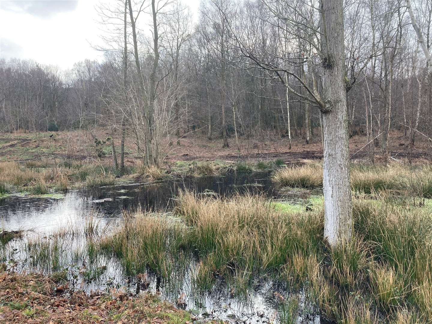 Blean Woods has benefited from the funding. Picture: Helen Pitman