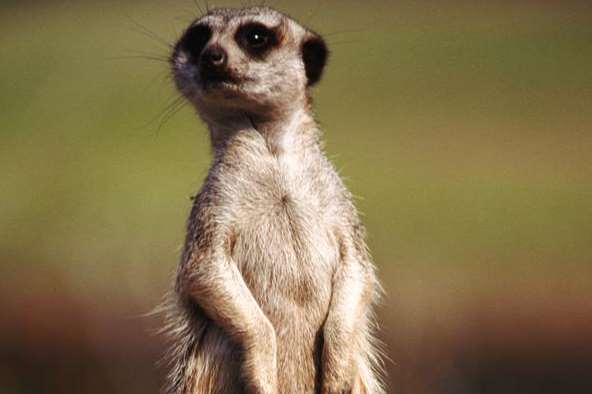 Pensioner Cliff Boulton thinks a tree stump resembles a meerkat