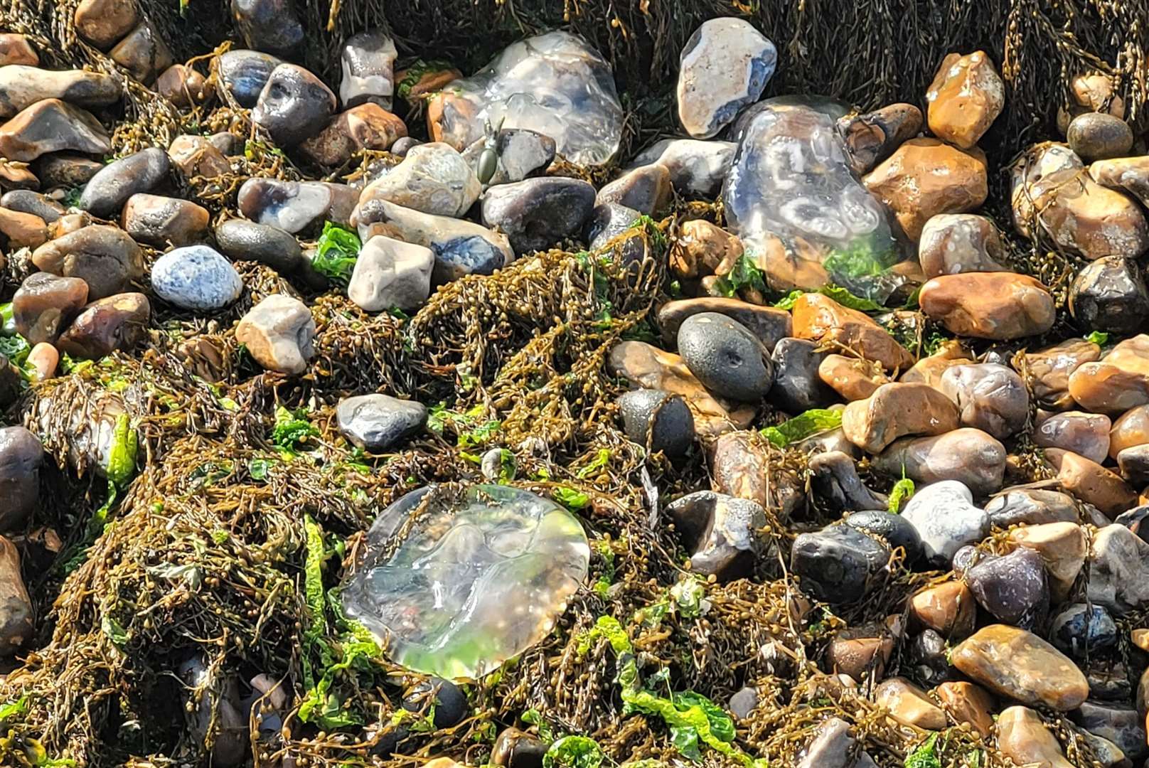 Marie Hammies photographed jellyfish washed up at Hampton, Herne Bay